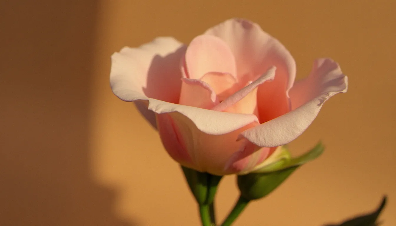 Fleur délicate aux pétales entrouverts symbolisant l'intimité et la vulnérabilité associées à la pratique de l'anulingus
